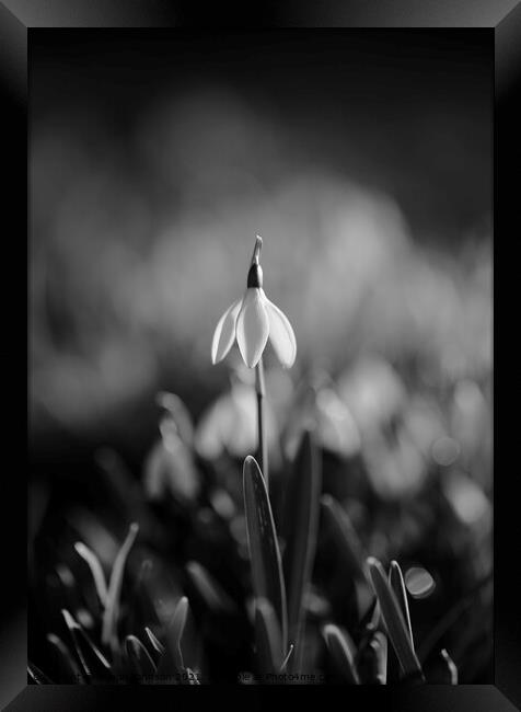 Snowdrop standing to attention Framed Print by Simon Johnson