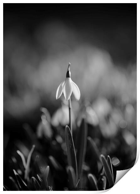 Snowdrop standing to attention Print by Simon Johnson