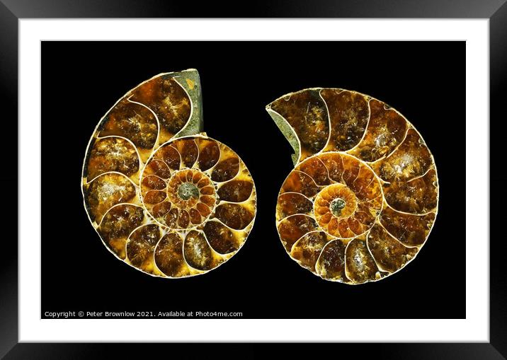 Ammonite fossil Framed Mounted Print by Peter Brownlow