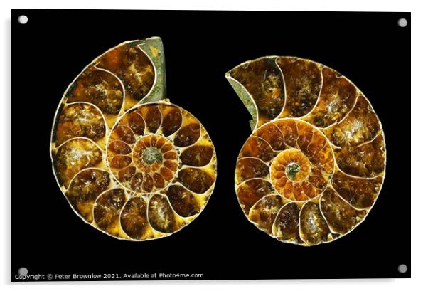 Ammonite fossil Acrylic by Peter Brownlow