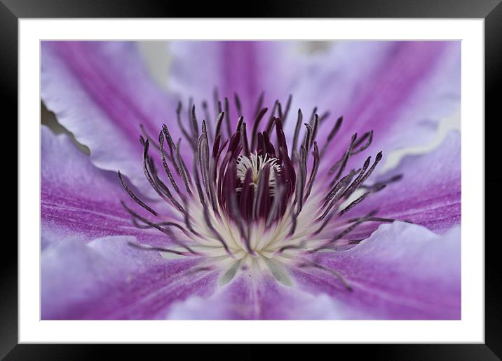 Clematis Framed Mounted Print by Steve Purnell