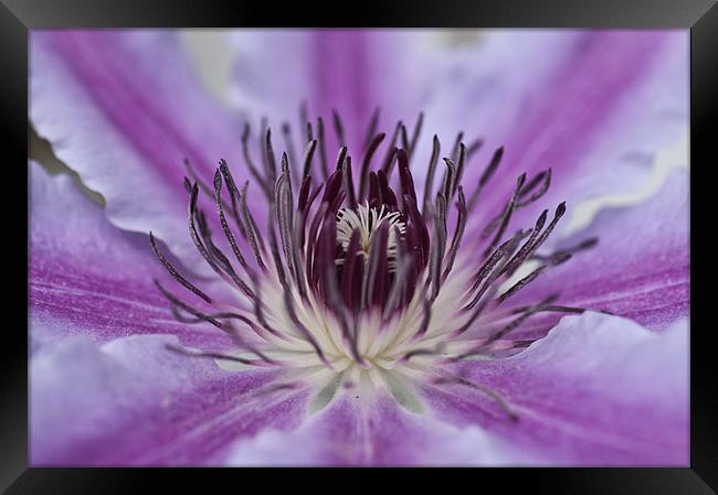 Clematis Framed Print by Steve Purnell