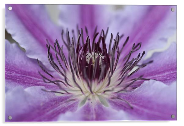 Clematis Acrylic by Steve Purnell