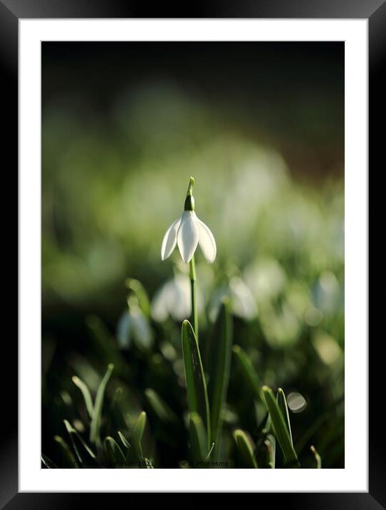 stand up Snowdrop Framed Mounted Print by Simon Johnson