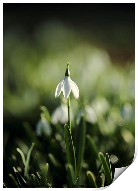 stand up Snowdrop Print by Simon Johnson