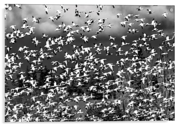 Thousands Snow Geese Flying Skagit Valley Washington Acrylic by William Perry