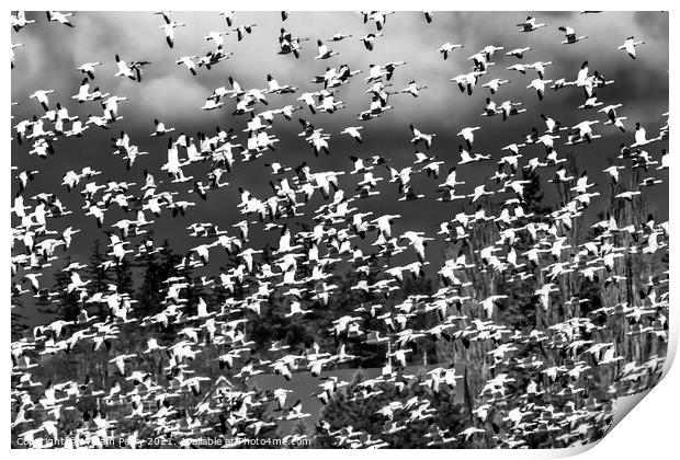 Thousands Snow Geese Flying Skagit Valley Washington Print by William Perry