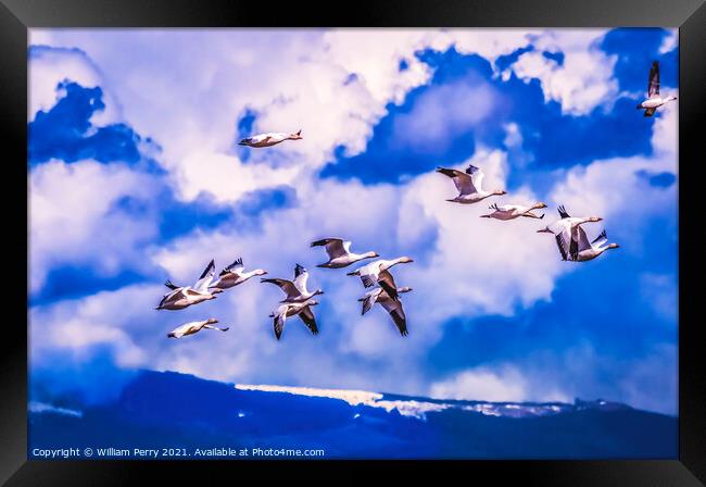 Snow Geese Flying Mountains Skagit Valley Washington Framed Print by William Perry