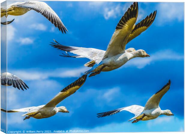 Snow Geese Flying Skagit Valley Washington Canvas Print by William Perry