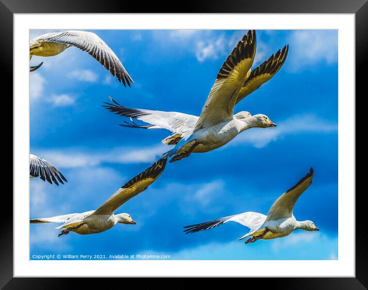 Snow Geese Flying Skagit Valley Washington Framed Mounted Print by William Perry