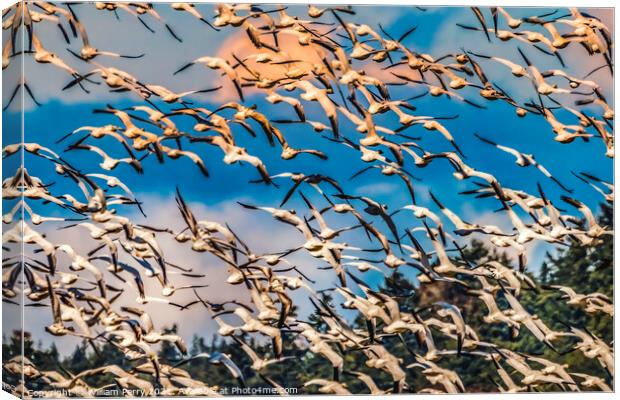 Thousands Snow Geese Flying Skagit Valley Washington Canvas Print by William Perry