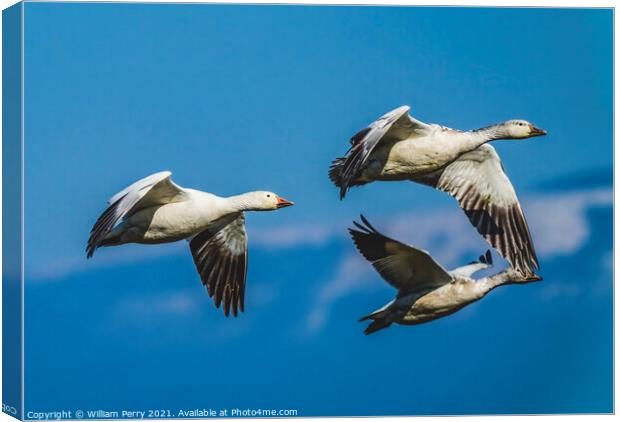 Snow Geese Flying Mountains Skagit Valley Washington Canvas Print by William Perry