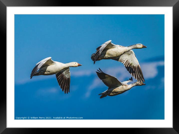 Snow Geese Flying Mountains Skagit Valley Washington Framed Mounted Print by William Perry
