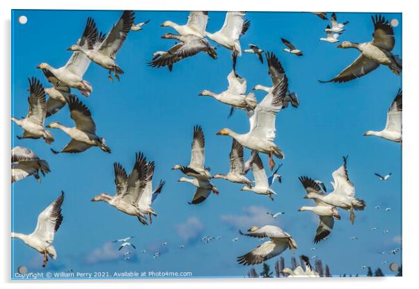 Snow Geese Flying Mountains Skagit Valley Washington Acrylic by William Perry