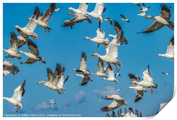 Snow Geese Flying Mountains Skagit Valley Washington Print by William Perry
