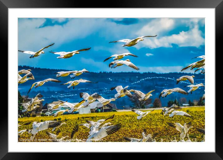Snow Geese Flying Skagit Valley Washington Framed Mounted Print by William Perry