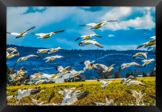 Snow Geese Flying Skagit Valley Washington Framed Print by William Perry