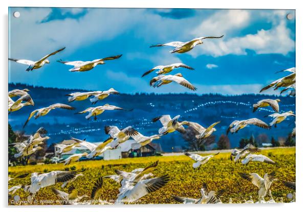 Snow Geese Flying Skagit Valley Washington Acrylic by William Perry