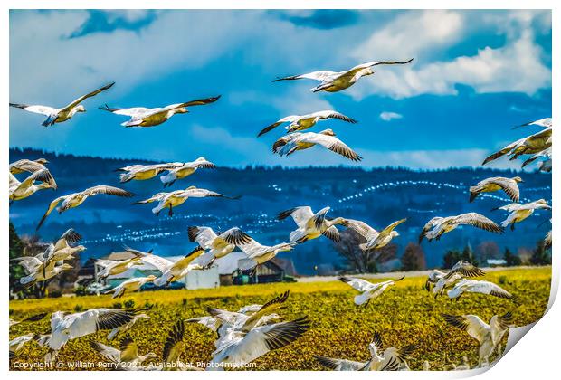 Snow Geese Flying Skagit Valley Washington Print by William Perry