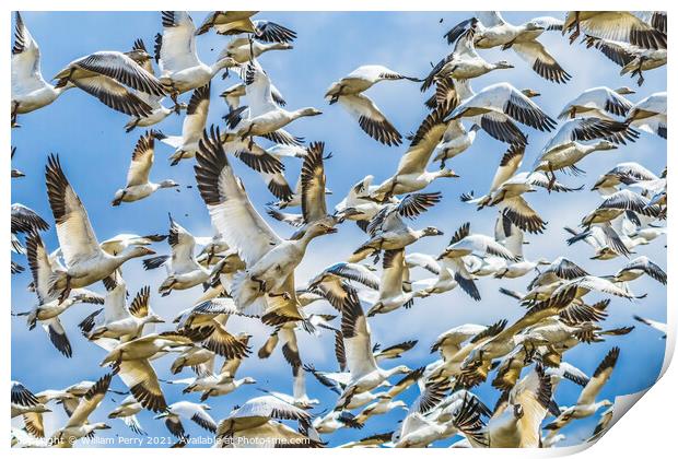 Many Snow Geese Flying Skagit Valley Washington Print by William Perry