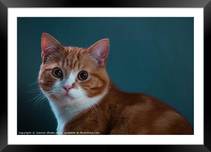 Beautiful Ginger Cat with a Cosy Blue Background Framed Mounted Print by Cosmin Iftode