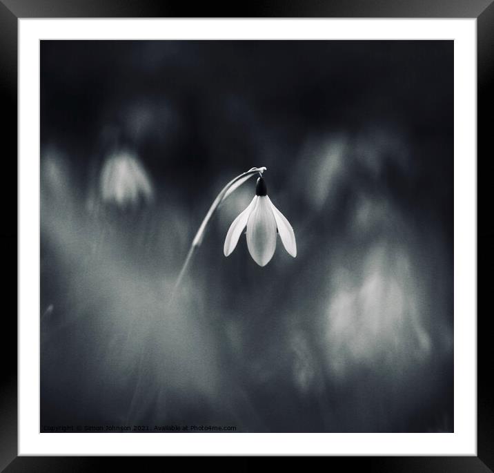 Dramatic snowdrop Framed Mounted Print by Simon Johnson