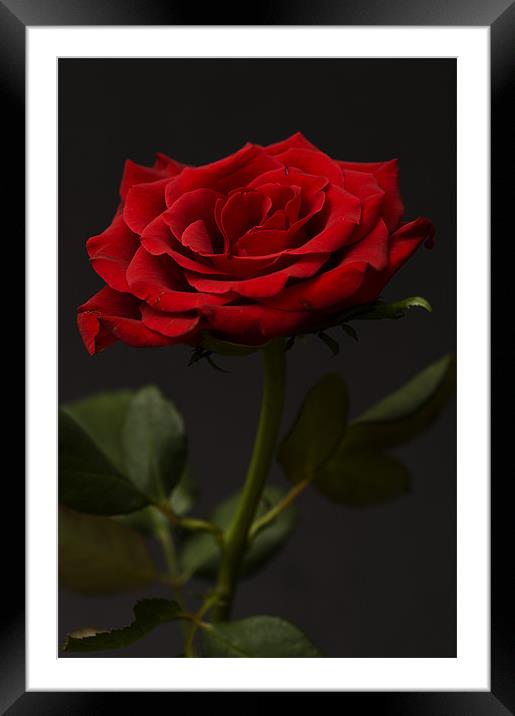 Red Rose On Black Background 2 Framed Mounted Print by Steve Purnell