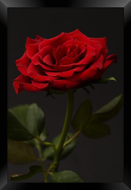 Red Rose On Black Background 2 Framed Print by Steve Purnell