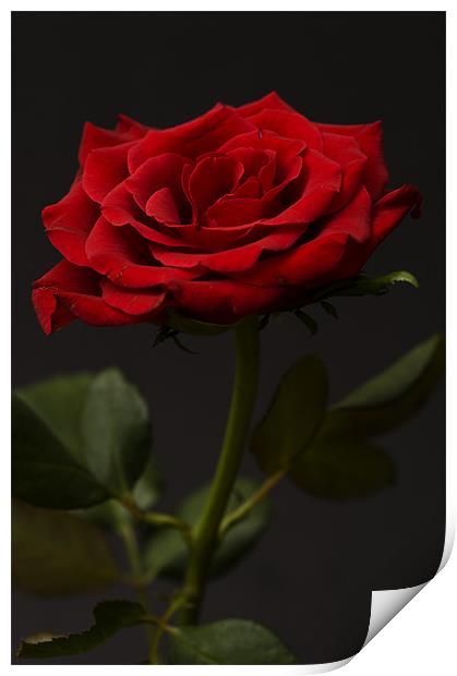 Red Rose On Black Background 2 Print by Steve Purnell
