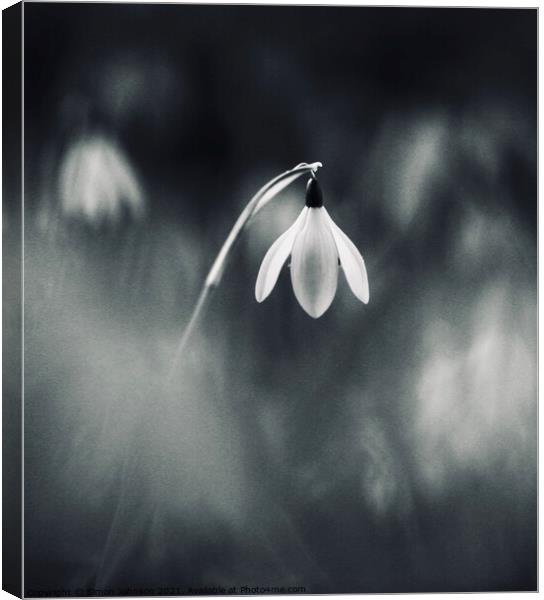 Stand out Snowdrop Canvas Print by Simon Johnson