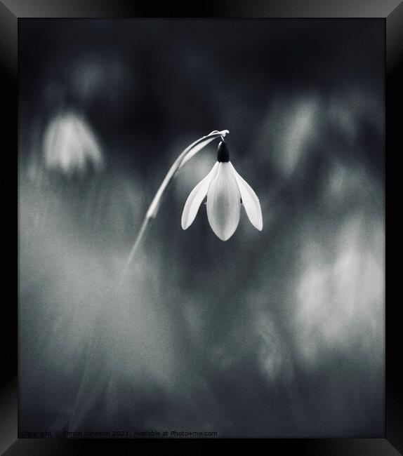 Stand out Snowdrop Framed Print by Simon Johnson