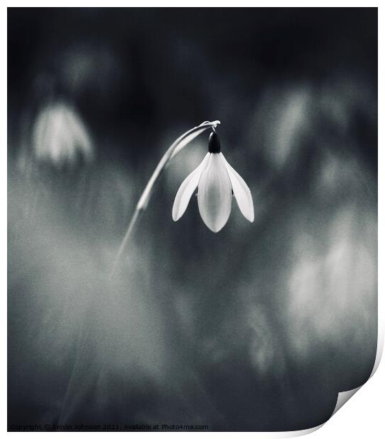 Stand out Snowdrop Print by Simon Johnson