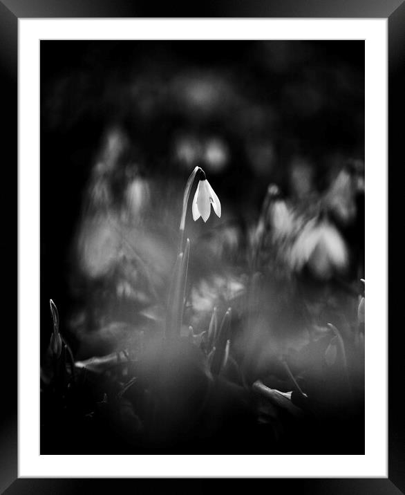 Snowdrop in the spotlight Framed Mounted Print by Simon Johnson