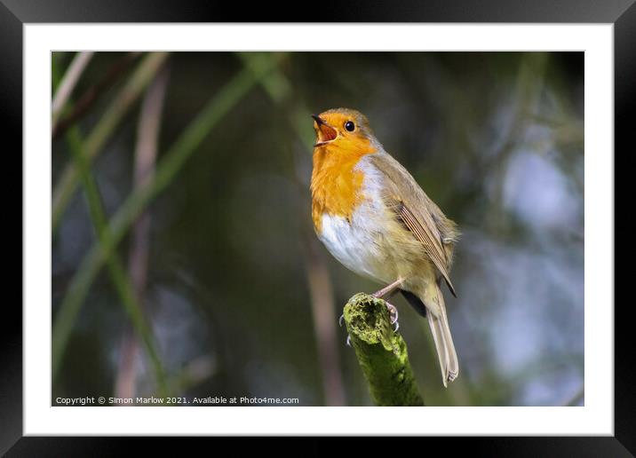 Serenading Redbreast Framed Mounted Print by Simon Marlow