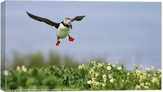 Puffin coming into land with food Canvas Print by Simon Marlow