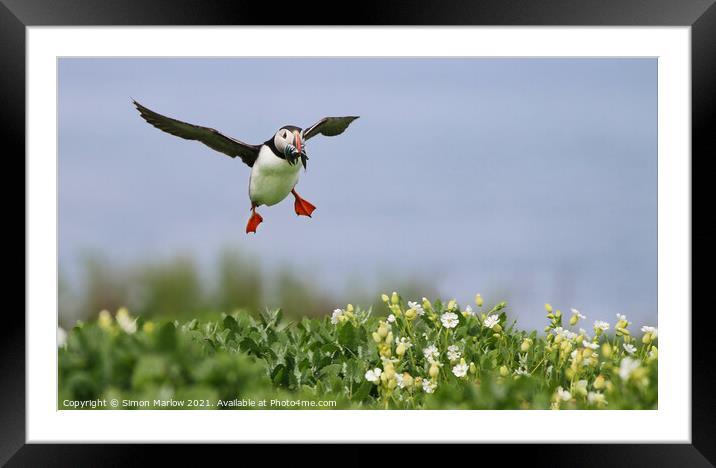 Puffin coming into land with food Framed Mounted Print by Simon Marlow