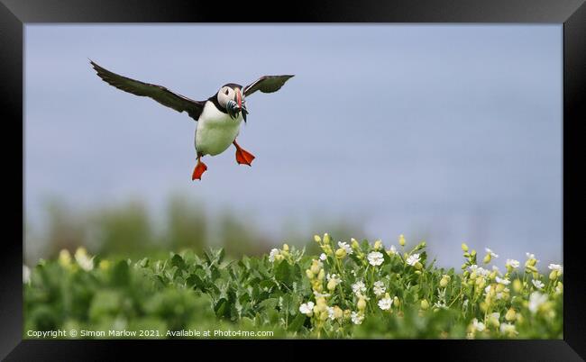 Puffin coming into land with food Framed Print by Simon Marlow