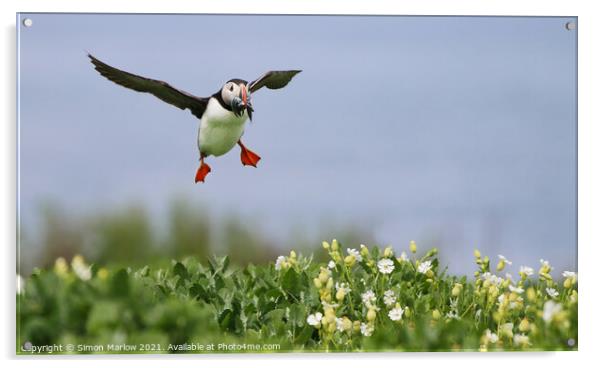 Puffin coming into land with food Acrylic by Simon Marlow