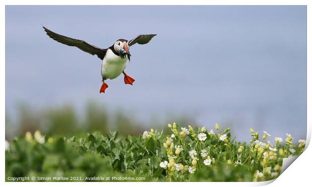 Puffin coming into land with food Print by Simon Marlow