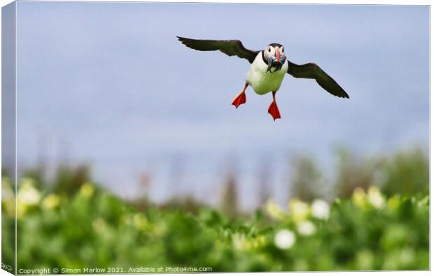 Puffin coming into land with food Canvas Print by Simon Marlow