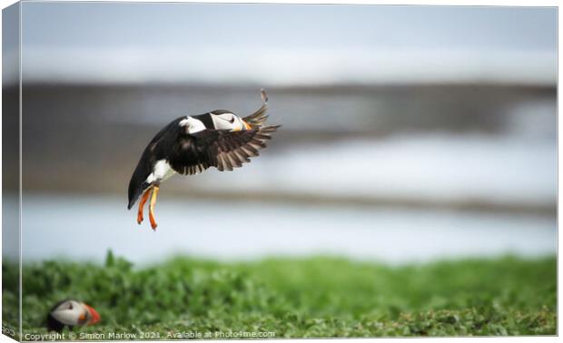 Majestic Puffin Landing in Northumberland Canvas Print by Simon Marlow