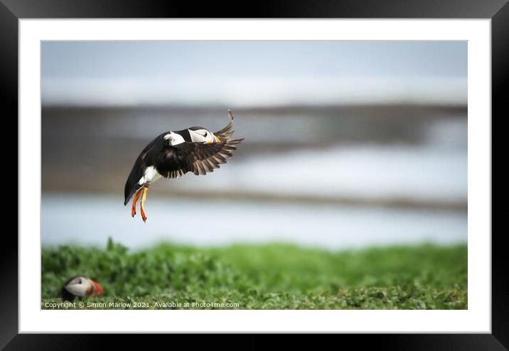 Majestic Puffin Landing in Northumberland Framed Mounted Print by Simon Marlow