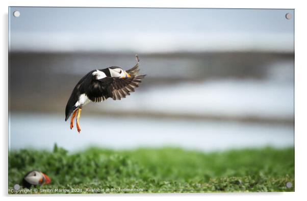 Majestic Puffin Landing in Northumberland Acrylic by Simon Marlow