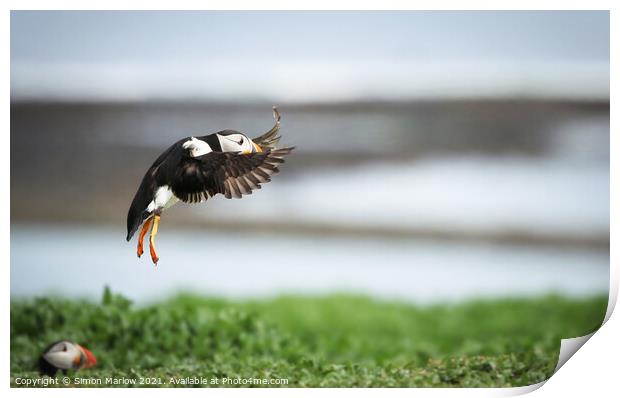 Majestic Puffin Landing in Northumberland Print by Simon Marlow