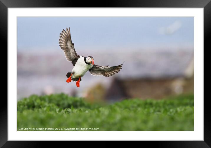 Puffin coming into land in Northumberland Framed Mounted Print by Simon Marlow