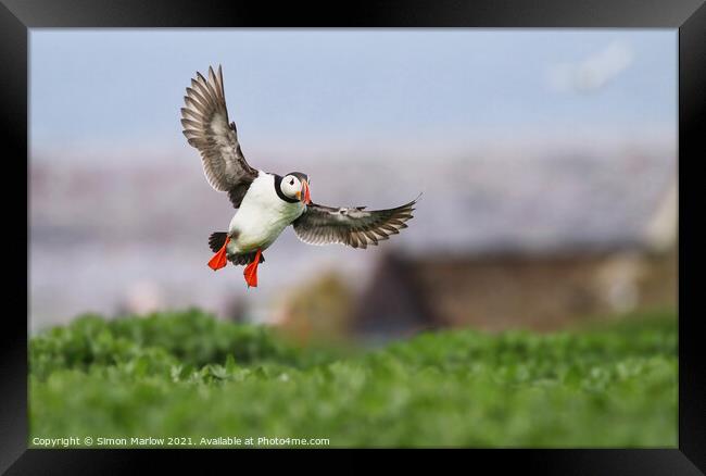 Puffin coming into land in Northumberland Framed Print by Simon Marlow