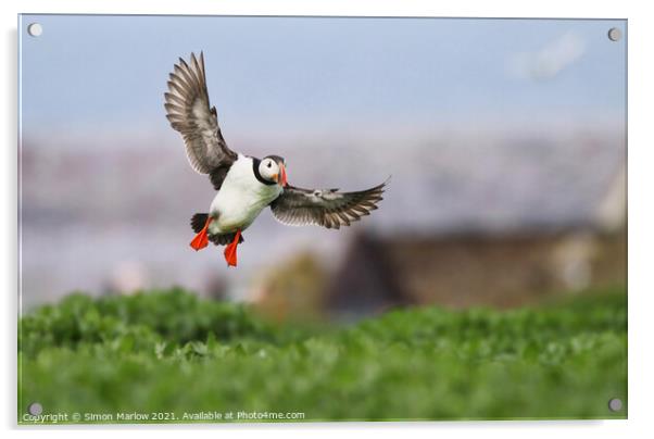 Puffin coming into land in Northumberland Acrylic by Simon Marlow