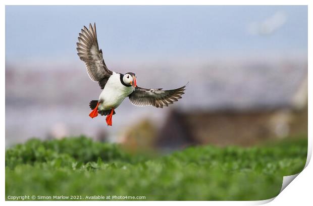 Puffin coming into land in Northumberland Print by Simon Marlow