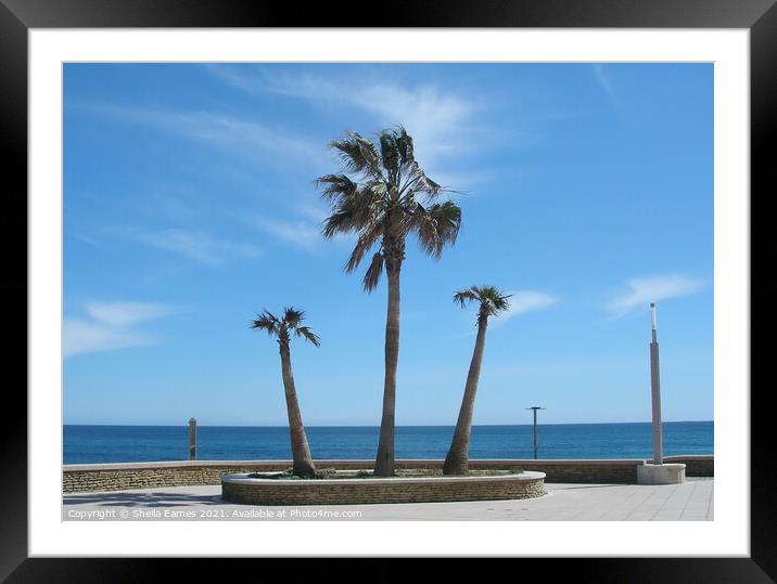 Beach Palms on the Seafront Framed Mounted Print by Sheila Eames