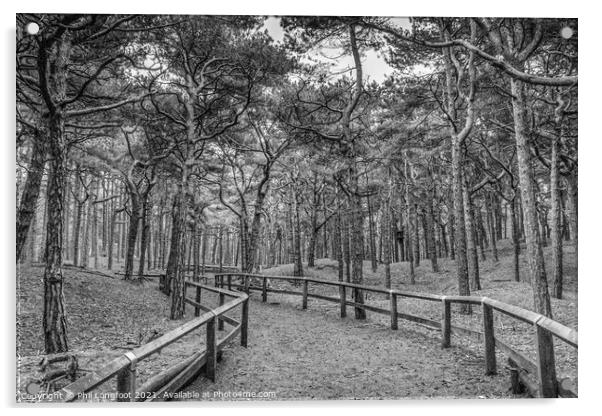 Pinewoods in Merseyside Acrylic by Phil Longfoot